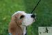 Welpen  06.09.2025 44